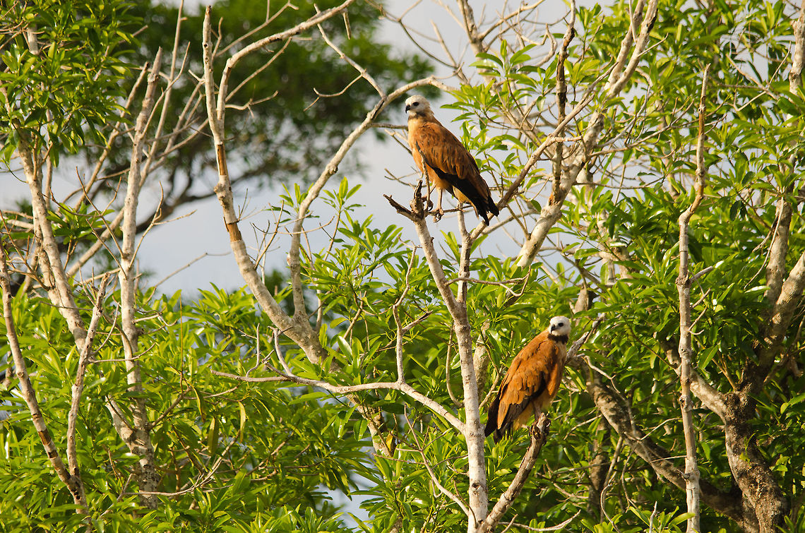 Two Black-collared Hawks in the Pantanal Two Black-collared Hawks on the lookout for prey in the Pantanal. Bird of prey,Black-collared Hawk,Brazil,Hawk,Pantanal,birds