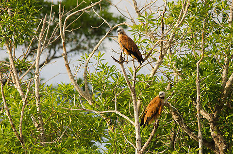 Two Black-collared Hawks in the Pantanal Two Black-collared Hawks on the lookout for prey in the Pantanal. Bird of prey,Black-collared Hawk,Brazil,Hawk,Pantanal,birds