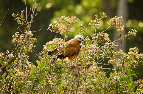 Black-collared Hawk Black-collared Hawk hiding in the bushes in the Pantanal. Bird of prey,Black-collared Hawk,Brazil,Hawk,Pantanal,birds