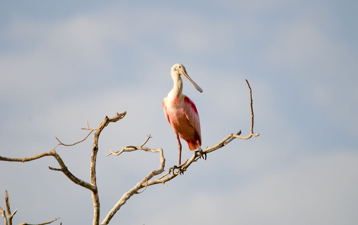 Roseate Spoonbill on the lookout We meet again. After having seen these lovely pink Spoonbills in Costa Rica before, I was glad to have this second encounter in the Pantanl. Birds,Brazil,Pantanal,Roseate Spoonbill,Spoonbill