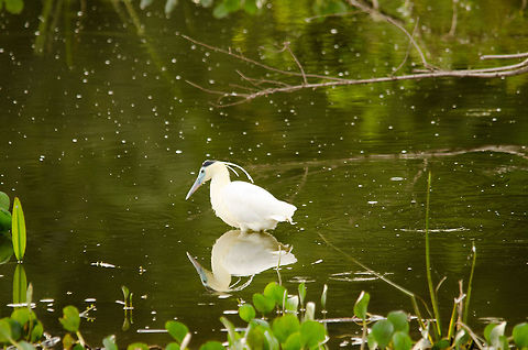 Capped Heron (Pilherodius pileatus) Capped Heron (Pilherodius pileatus) Birds,Brazil,Capped Heron,Pantanal,Pilherodius pileatus