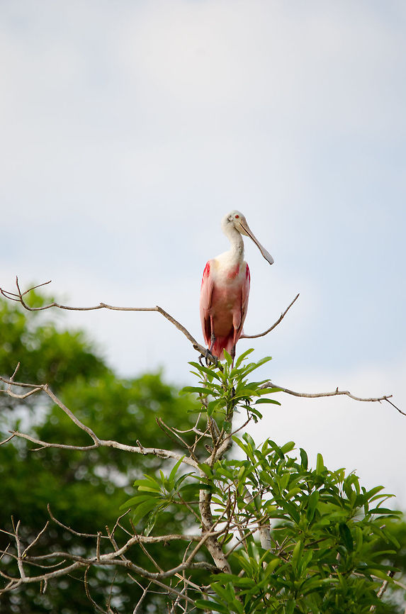 Roseate Spoonbill spectating The open plains of the Pantanal are an excellent habitat for birds like this Spoonbill. Birds,Brazil,Pantanal,Roseate Spoonbill,Spoonbill