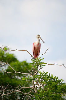Roseate Spoonbill spectating The open plains of the Pantanal are an excellent habitat for birds like this Spoonbill. Birds,Brazil,Pantanal,Roseate Spoonbill,Spoonbill