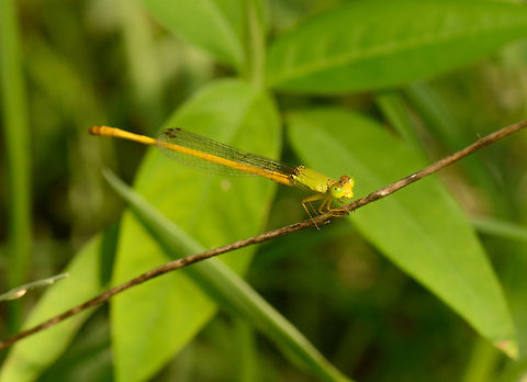 Yellow waxtail (Ceriagrion coromandelianum), Sri Lanka As I enjoy photographing damselflies in my home country during summer a lot, I was very pleased to find some tropical species in Sri Lanka, like this Yellow Waxtail. Asia,Ceriagrion coromandelianum,Sri Lanka,Wasgamuwa,Yellow waxtail