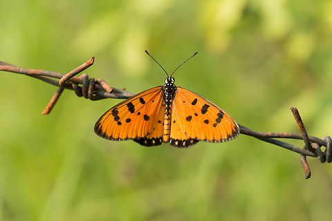 Tawny Coster in barb wire, Sri Lanka Nature knows no boundaries. A branch of a tree or man-made barb wire, they are the same thing to this Tawny Coster found in Sri Lankan. Acraea terpsicore,Asia,Sri Lanka,Tawny Coster,Wasgamuwa