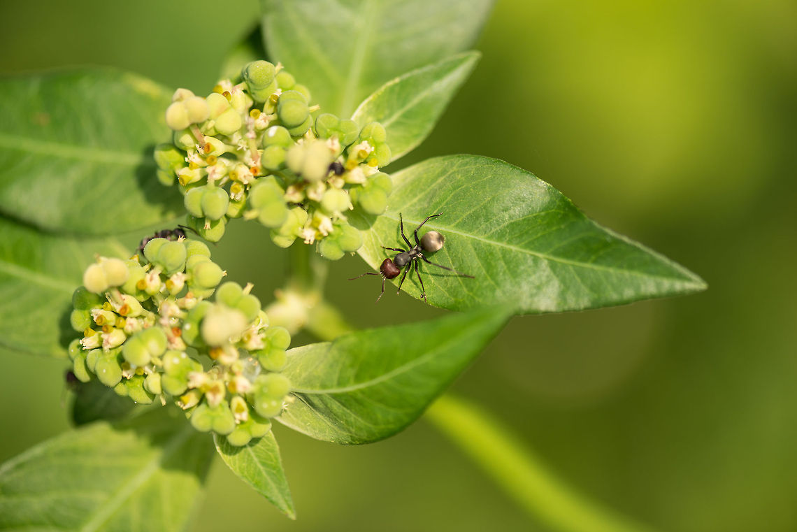 Golden backed ant (red head morph), Sri Lanka After a full hour of searching, I was about to give up on identifying this ant species. I figured it to be a carpenter ant. The closest match I could find was the Golden Backed Ant, shown here:<br />
<br />
<a href="http://en.wikipedia.org/wiki/Camponotus_sericeus#mediaviewer/File:Golden_backed_ant_-_Camponotus_sericeus.JPG" rel="nofollow">http://en.wikipedia.org/wiki/Camponotus_sericeus#mediaviewer/File:Golden_backed_ant_-_Camponotus_sericeus.JPG</a><br />
<br />
However, I could find none of that species with a red head. And then I came across this article which describes a red head morph of the species:<br />
<br />
<a href="https://antvisions.wordpress.com/2006/11/22/rare-morph-of-camponotus-sericeus-bangalore/" rel="nofollow">https://antvisions.wordpress.com/2006/11/22/rare-morph-of-camponotus-sericeus-bangalore/</a><br />
<br />
I'm self-promoting this one because ants need love too. Here's a closeup:<br />
<figure class="photo"><a href="https://www.jungledragon.com/image/25495/closeup_of_a_golden-backed_ant_red_head_morph_sri_lanka.html" title="Closeup of a Golden-backed ant (red head morph), Sri Lanka"><img src="https://s3.amazonaws.com/media.jungledragon.com/images/2/25495_thumb.jpg?AWSAccessKeyId=05GMT0V3GWVNE7GGM1R2&Expires=1769040010&Signature=NSrVoL%2FwLmVrWRqtYnqSuIOkwIE%3D" width="200" height="154" alt="Closeup of a Golden-backed ant (red head morph), Sri Lanka This ant has two interesting ends: a golden back after which it is named, and a red head, which is not typical for the species, rather it is a morph.  Asia,Camponotus sericeus,Golden backed ant,Macro,Sri Lanka,Wasgamuwa" /></a></figure> Asia,Camponotus sericeus,Sri Lanka,Wasgamuwa