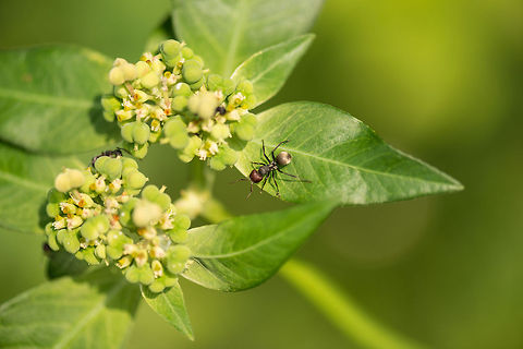 Golden backed ant (red head morph), Sri Lanka After a full hour of searching, I was about to give up on identifying this ant species. I figured it to be a carpenter ant. The closest match I could find was the Golden Backed Ant, shown here:

http://en.wikipedia.org/wiki/Camponotus_sericeus#mediaviewer/File:Golden_backed_ant_-_Camponotus_sericeus.JPG

However, I could find none of that species with a red head. And then I came across this article which describes a red head morph of the species:

https://antvisions.wordpress.com/2006/11/22/rare-morph-of-camponotus-sericeus-bangalore/

I'm self-promoting this one because ants need love too. Here's a closeup:
http://www.jungledragon.com/image/25495/closeup_of_a_golden-backed_ant_red_head_morph_sri_lanka.html Asia,Camponotus sericeus,Sri Lanka,Wasgamuwa