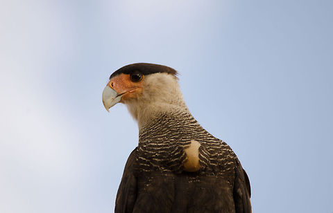 Crested Caracara closeup Closeup shot of the head of a Crested Caracara found in the Pantanal. Bird of prey,Brazil,Crested Caracara,Pantanal,birds