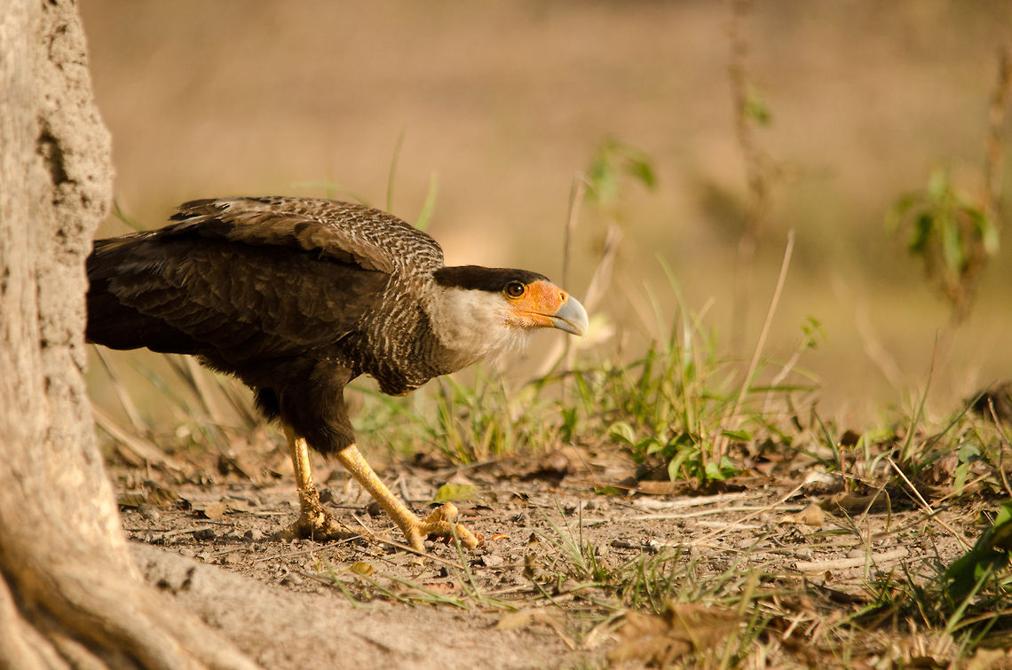 Crested Caracara on the ground Caracaras do not shy away from the ground to search for small mammals. It has long yellow legs fit for walking and even running. Bird of prey,Birds,Brazil,Crested Caracara,Pantanal