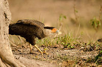 Crested Caracara on the ground Caracaras do not shy away from the ground to search for small mammals. It has long yellow legs fit for walking and even running. Bird of prey,Birds,Brazil,Crested Caracara,Pantanal