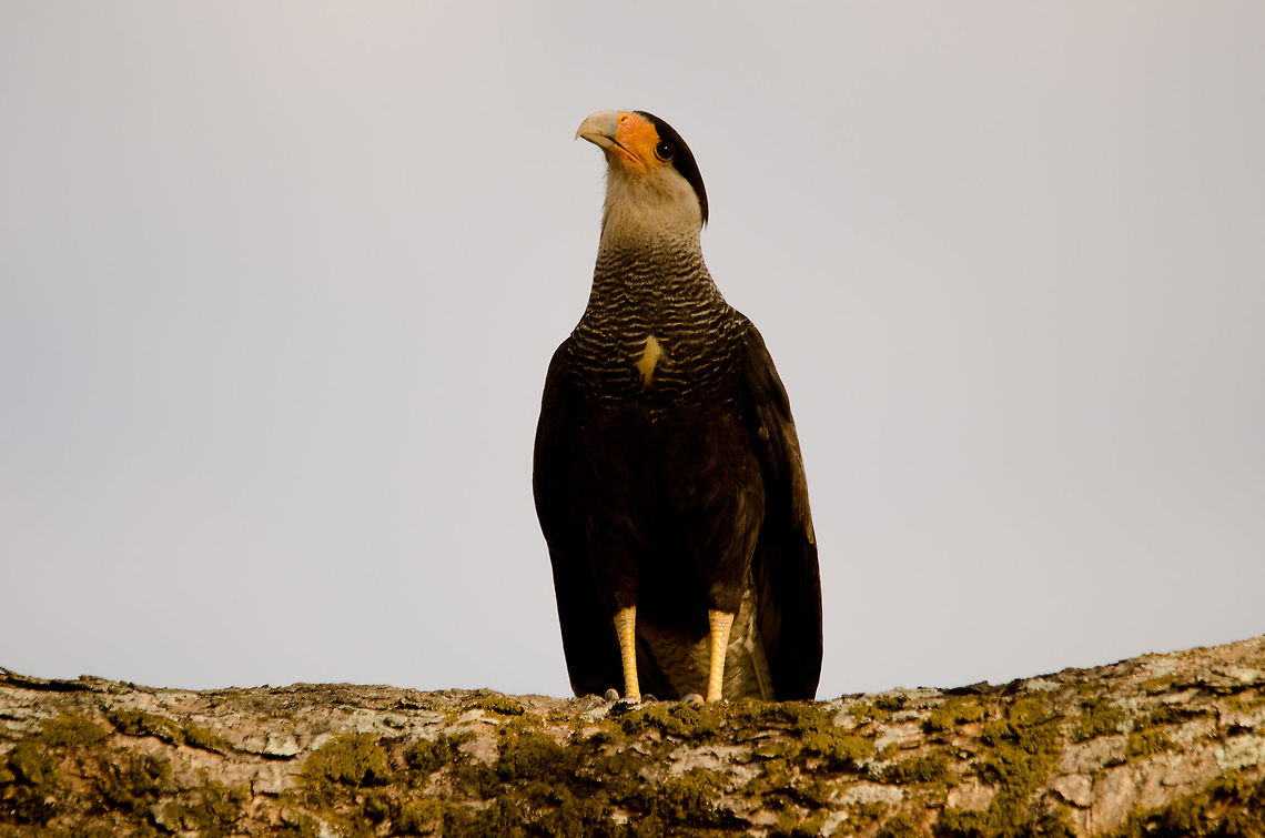 Crested Caracara A versatile feeder this Caracara is. It is a scavenger, a hunter of its own prey, and a stealer of the prey of others. It has no morals, just an appetite. It is also special in the sense that it frequently comes down to the ground and even runs there. Bird of prey,Birds,Brazil,Crested Caracara,Pantanal