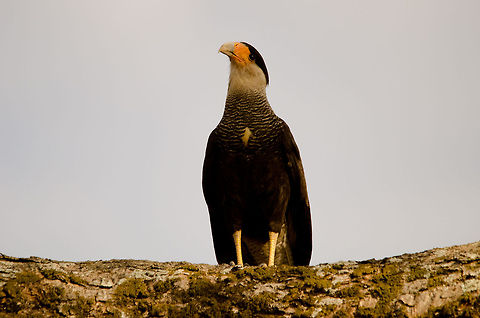 Crested Caracara A versatile feeder this Caracara is. It is a scavenger, a hunter of its own prey, and a stealer of the prey of others. It has no morals, just an appetite. It is also special in the sense that it frequently comes down to the ground and even runs there. Bird of prey,Birds,Brazil,Crested Caracara,Pantanal