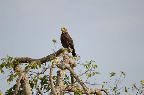 Black collared hawk, Pantanal  Bird of prey,Birds,Black collared hawk,Brazil,Busarellus nigricollis,Hawk,Pantanal