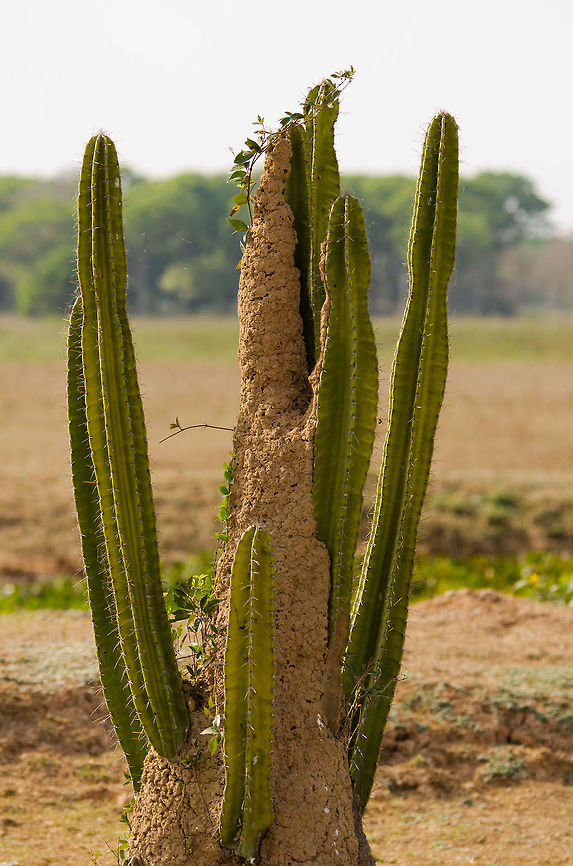 Cacti on a Termite Mound Which came first, the Cactus or the Termite mound? Brazil,Cactus,Pantanal,termite mound