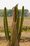 Cacti on a Termite Mound Which came first, the Cactus or the Termite mound? Brazil,Cactus,Pantanal,termite mound