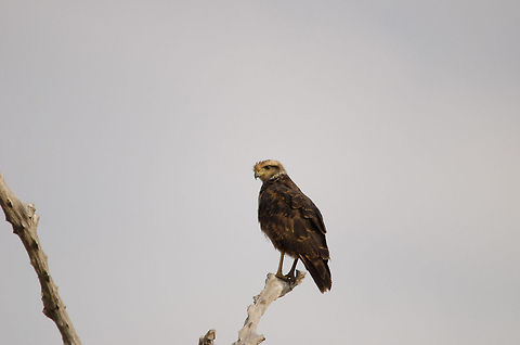 Black collared hawk perched, Pantanal  Bird of prey,Birds,Black collared hawk,Brazil,Busarellus nigricollis,Hawk,Pantanal