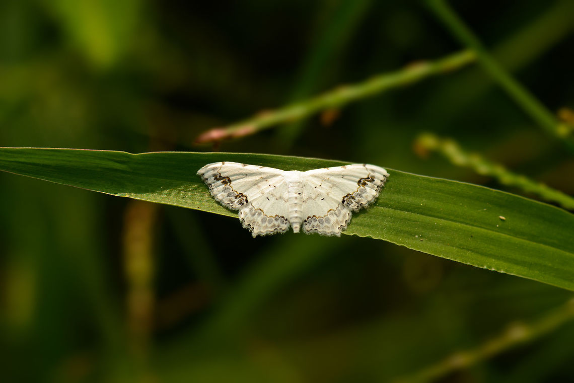 White geometer moth (Idaea) in Sri lanka Still working on the identification. I particularly love the delicate and precise decoration on this one. Found during the day in Sri Lanka in some shrubs. Given its wing position I think it&#039;s a geometer, but which one? Asia,Scopula pulchellata,Sri Lanka,Wasgamuwa