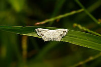 White geometer moth (Idaea) in Sri lanka Still working on the identification. I particularly love the delicate and precise decoration on this one. Found during the day in Sri Lanka in some shrubs. Given its wing position I think it's a geometer, but which one? Asia,Scopula pulchellata,Sri Lanka,Wasgamuwa