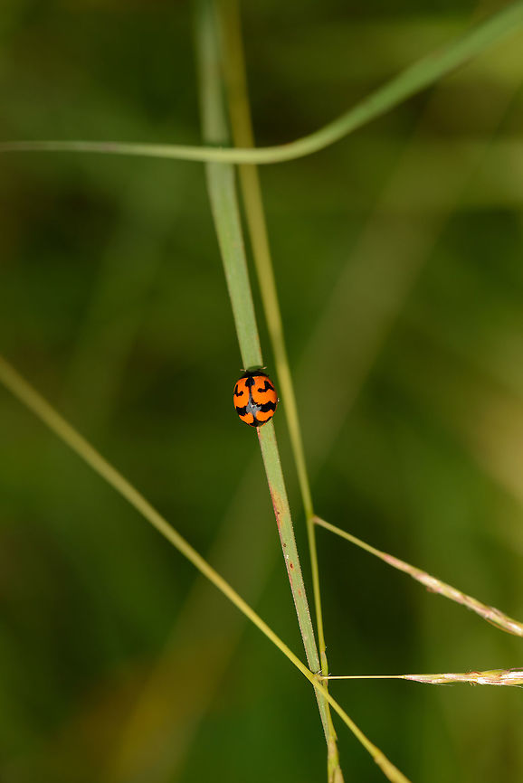 Top view of a transverse ladybird, in Sri Lanka  Asia,Coccinella transversalis,Sri Lanka,Transverse ladybird,Wasgamuwa