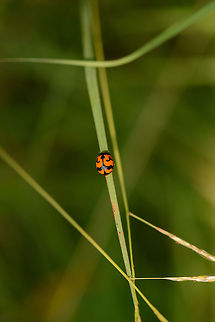 Top view of a transverse ladybird, in Sri Lanka  Asia,Coccinella transversalis,Sri Lanka,Transverse ladybird,Wasgamuwa