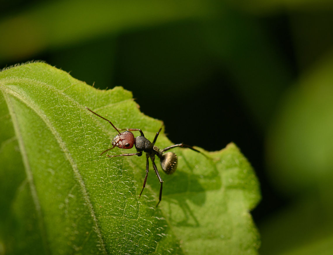 Closeup of a Golden-backed ant (red head morph), Sri Lanka This ant has two interesting ends: a golden back after which it is named, and a red head, which is not typical for the species, rather it is a morph.  Asia,Camponotus sericeus,Golden backed ant,Macro,Sri Lanka,Wasgamuwa