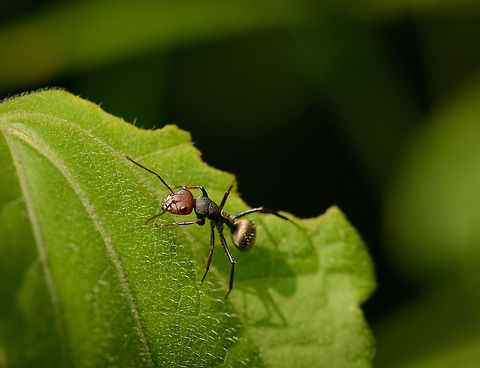 Closeup of a Golden-backed ant (red head morph), Sri Lanka This ant has two interesting ends: a golden back after which it is named, and a red head, which is not typical for the species, rather it is a morph.  Asia,Camponotus sericeus,Golden backed ant,Macro,Sri Lanka,Wasgamuwa