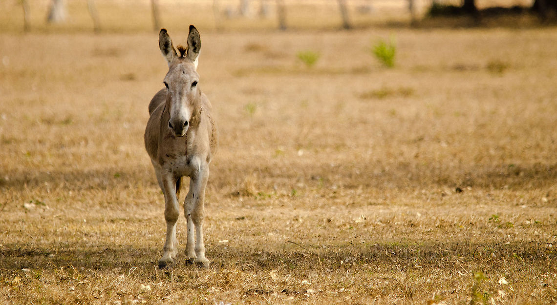 Don't forget the donkey The most overlooked animal in our area of the Pantanal. Neglected by photograpgers in search of more interesting life forms, crying for attention constantly and being teased by birds landing on its back all day long, this guy needed some sympathy.  Brazil,Pantanal,donkey