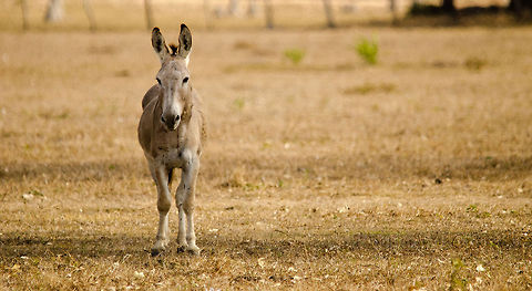 Don't forget the donkey The most overlooked animal in our area of the Pantanal. Neglected by photograpgers in search of more interesting life forms, crying for attention constantly and being teased by birds landing on its back all day long, this guy needed some sympathy.  Brazil,Pantanal,donkey