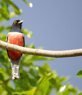Blue-crowned Trogon (Trogon curucui) A beautiful tropical bird native to Central and South America. Birds,Blue-crowned Trogon,Brazil,Pantanal,Trogon curucui