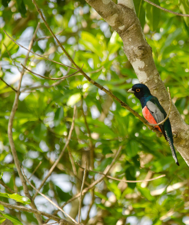 Blue-crowned Trogon (Trogon curucui) Found in the Pantanal, a paradise for bird watchers. Blue-crowned Trogon,Brazil,Pantanal,Trogon curucui