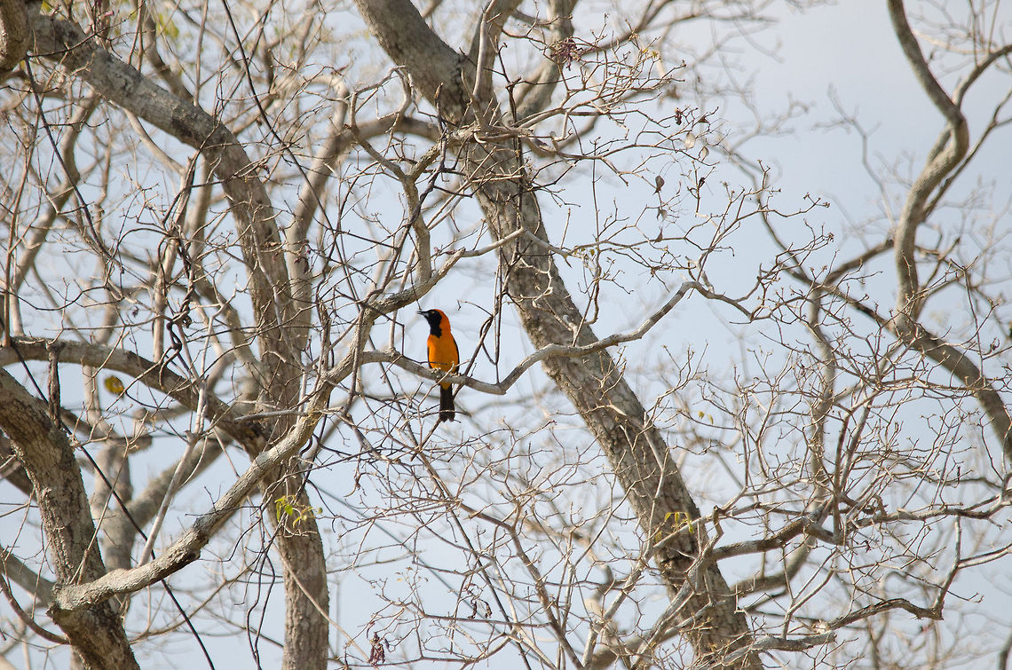 Troupial in the Pantanal Couldn't get any closer to this Troupial found in the Pantanal. It seems to be a cheerful bird but looks are deceiving. It is a notorious nest thief, it makes no nest of its own yet steals the nests of others and even eats the eggs. Birds,Brazil,Icterus croconotus,Pantanal,Troupial,orange backed troupial