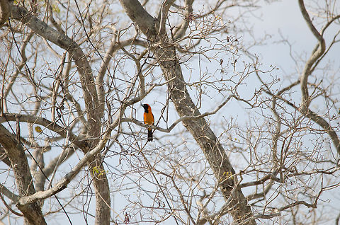 Troupial in the Pantanal Couldn't get any closer to this Troupial found in the Pantanal. It seems to be a cheerful bird but looks are deceiving. It is a notorious nest thief, it makes no nest of its own yet steals the nests of others and even eats the eggs. Birds,Brazil,Icterus croconotus,Pantanal,Troupial,orange backed troupial