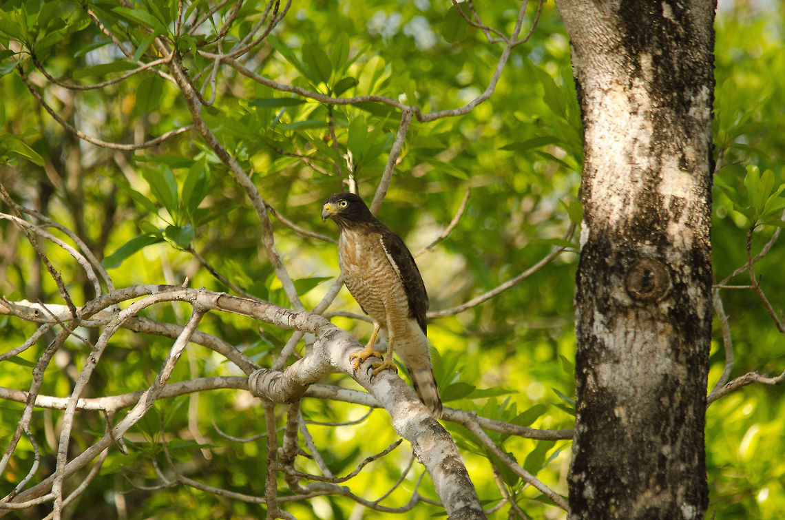 Roadside Hawk in the Pantanal It's hard to find a tree in the Pantanal that doesn't have a bird of prey on guard. This lovely specimen is a roadside Hawk, along with the Savannah Hawk a common sight in the area. Bird of prey,Birds,Brazil,Hawk,Pantanal,Roadside Hawk