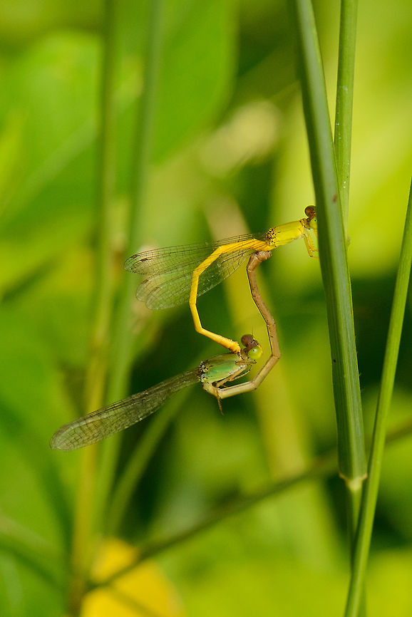 Yellow waxtail in Sri Lanka, mating Even deep into the bushes during the hot morning sun they can't get privacy. Asia,Ceriagrion coromandelianum,Sri Lanka,Wasgamuwa,Yellow waxtail
