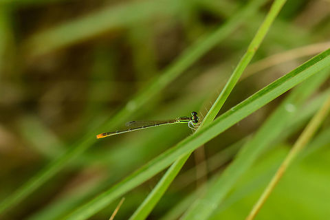 Variable wisp side view, Sri Lanka I was happily surprised to find this little neon alien in the bushes in Sri Lanka, If I got the identification right, this is an immature male of Agriocnemis femina. Reference used:

http://www.greenunity.net/odonata/species_details.asp?genusX=Agriocnemis&speciesX=femina Agriocnemis femina,Asia,Sri Lanka,Variable wisp,Wasgamuwa