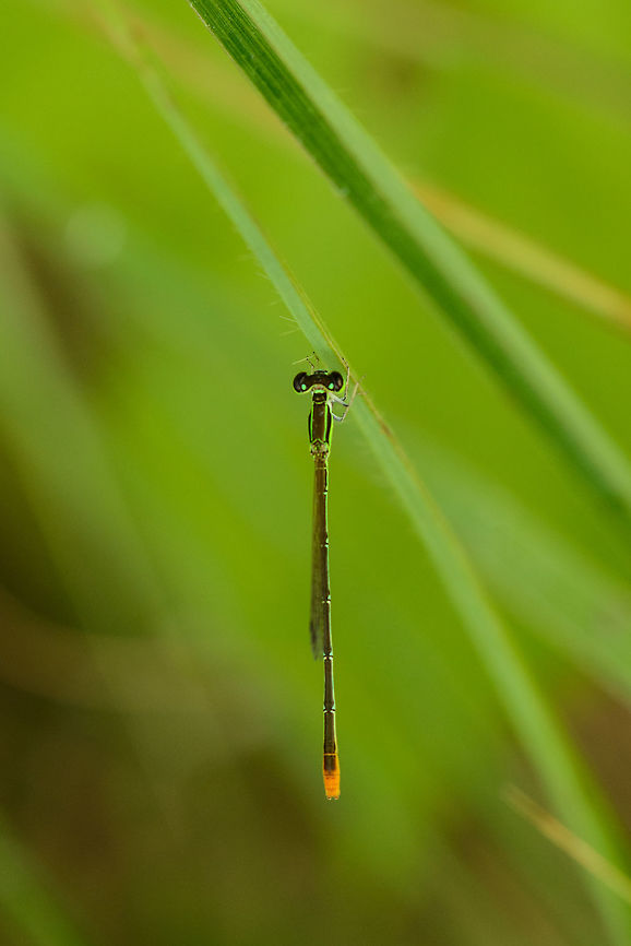 Variable wisp top view, Sri Lanka I was happily surprised to find this little neon alien in the bushes in Sri Lanka, If I got the identification right, this is an immature male of Agriocnemis femina. Reference used:<br />
<br />
<a href="http://www.greenunity.net/odonata/species_details.asp?genusX=Agriocnemis&speciesX=femina" rel="nofollow">http://www.greenunity.net/odonata/species_details.asp?genusX=Agriocnemis&speciesX=femina</a> Agriocnemis femina,Asia,Sri Lanka,Variable wisp,Wasgamuwa