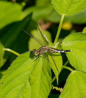 Asian / Grizzled Pintail, Sri Lanka Due to its abundance of wetlands and tropical climate, Sri Lanka really is dragonfly paradise. Here's an Asian Pintail, with its unusually shaped abdomen. Acisoma panorpoides,Asia,Sri Lanka,Wasgamuwa