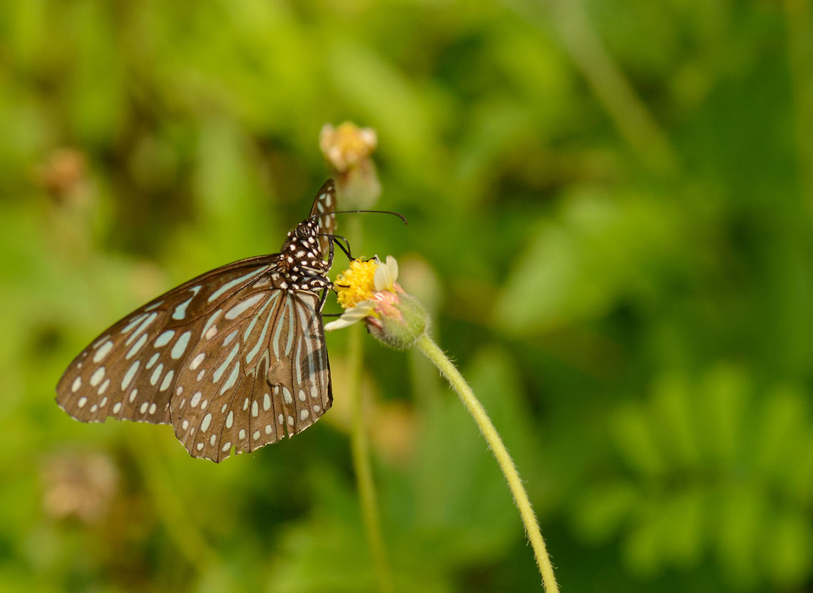 Dark Blue Tiger feeding on flower, Sri Lanka One of a few hundred I saw in a small area, just some shrubs behind a motel. Although they are large, they are still hard to photograph, they are constantly on the move, escape at the slightest movement and only feed a second or 2 on a single flower during the hot times of the day, which is pretty much the entire day. Asia,Dark Blue Tiger,Sri Lanka,Tirumala septentrionis,Wasgamuwa