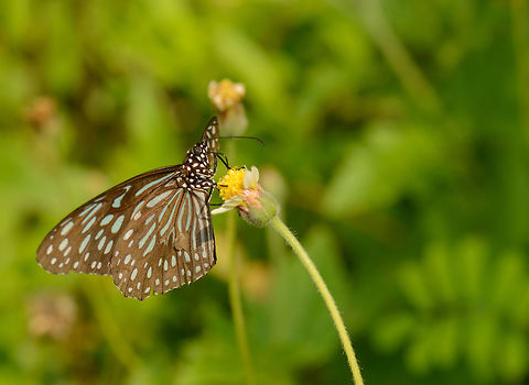 Dark Blue Tiger feeding on flower, Sri Lanka One of a few hundred I saw in a small area, just some shrubs behind a motel. Although they are large, they are still hard to photograph, they are constantly on the move, escape at the slightest movement and only feed a second or 2 on a single flower during the hot times of the day, which is pretty much the entire day. Asia,Dark Blue Tiger,Sri Lanka,Tirumala septentrionis,Wasgamuwa