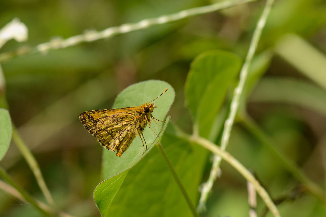 Common Bush Hopper, Sri Lanka Identification based on this list of Skipper butterflies known to appear in Sri lanka:<br />
<a href="http://en.wikipedia.org/wiki/List_of_butterflies_of_Sri_Lanka_(Hesperiidae)" rel="nofollow">http://en.wikipedia.org/wiki/List_of_butterflies_of_Sri_Lanka_(Hesperiidae)</a> Ampitta dioscorides,Asia,Common Bush Hopper,Sri Lanka,Wasgamuwa