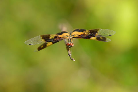 Variegated Flutterer (female) front view, Sri Lanka One of my favorite macro games is when spotting a stationary dragonfly to approach it ever closer without disturbing it. It's a game of suspense, requiring both patience and luck. Side view:
http://www.jungledragon.com/image/25741/variegated_flutterer_female_side_view_sri_lanka.html
Closer:

http://www.jungledragon.com/image/25742/variegated_flutterer_female_front_view_closeup_sri_lanka.html Asia,Rhyothemis variegata,Sri Lanka,Wasgamuwa