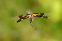 Variegated Flutterer (female) front view, Sri Lanka One of my favorite macro games is when spotting a stationary dragonfly to approach it ever closer without disturbing it. It's a game of suspense, requiring both patience and luck. Side view:<br />
http://www.jungledragon.com/image/25741/variegated_flutterer_female_side_view_sri_lanka.html<br />
Closer:<br />
<br />
http://www.jungledragon.com/image/25742/variegated_flutterer_female_front_view_closeup_sri_lanka.html Asia,Rhyothemis variegata,Sri Lanka,Wasgamuwa