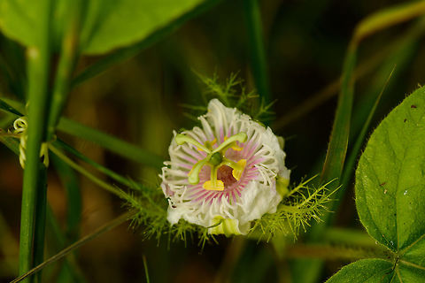 Passion Fruit in wild shrubs, Sri Lanka It was in the shade, so not the best photo, sorry, Asia,Passiflora foetida,Sri Lanka,Wasgamuwa