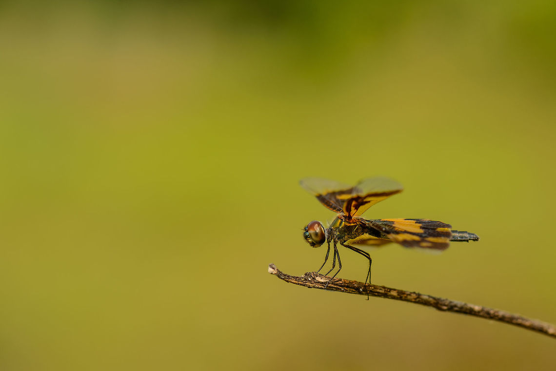 Variegated Flutterer (female) side view, Sri Lanka Front view:<br />
<figure class="photo"><a href="https://www.jungledragon.com/image/25739/variegated_flutterer_female_front_view_sri_lanka.html" title="Variegated Flutterer (female) front view, Sri Lanka"><img src="https://s3.amazonaws.com/media.jungledragon.com/images/2/25739_thumb.jpg?AWSAccessKeyId=05GMT0V3GWVNE7GGM1R2&Expires=1770854410&Signature=0hBSdfctB57MZlidwutBtdHmfTo%3D" width="200" height="134" alt="Variegated Flutterer (female) front view, Sri Lanka One of my favorite macro games is when spotting a stationary dragonfly to approach it ever closer without disturbing it. It's a game of suspense, requiring both patience and luck. Side view:<br />
http://www.jungledragon.com/image/25741/variegated_flutterer_female_side_view_sri_lanka.html<br />
Closer:<br />
<br />
http://www.jungledragon.com/image/25742/variegated_flutterer_female_front_view_closeup_sri_lanka.html Asia,Rhyothemis variegata,Sri Lanka,Wasgamuwa" /></a></figure> Asia,Rhyothemis variegata,Sri Lanka,Variegated Flutterer,Wasgamuwa