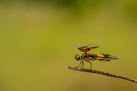 Variegated Flutterer (female) side view, Sri Lanka Front view:<br />
http://www.jungledragon.com/image/25739/variegated_flutterer_female_front_view_sri_lanka.html Asia,Rhyothemis variegata,Sri Lanka,Variegated Flutterer,Wasgamuwa