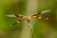 Variegated Flutterer (female) front view closeup, Sri Lanka  Asia,Rhyothemis variegata,Sri Lanka,Variegated Flutterer,Wasgamuwa