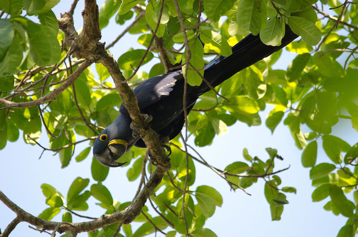 Hyacinth Macaw in the Pantanal The gorgeous, endangered, yet loud and easy to find Hyacinth Macaw in the Pantanal, popularized by the animation film &quot;Rio&quot;. Birds,Brazil,Hyacinth Macaw,Macaws,Pantanal,Parrots