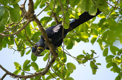 Hyacinth Macaw in the Pantanal The gorgeous, endangered, yet loud and easy to find Hyacinth Macaw in the Pantanal, popularized by the animation film "Rio". Birds,Brazil,Hyacinth Macaw,Macaws,Pantanal,Parrots