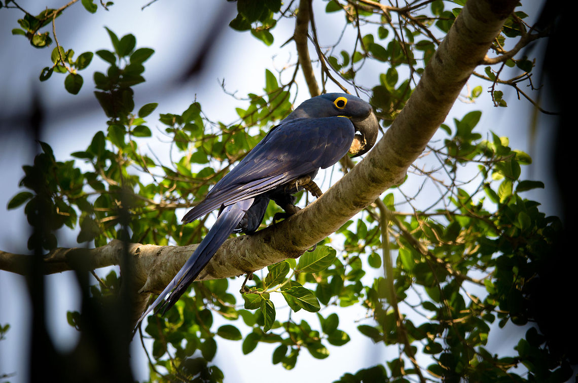 Hyacinth Macaw eating in the Pantanal A Hyacinth Macw in the Pantanal feeding on the rock hard fruit of the Acuri Palm tree. Birds,Brazil,Hyacinth Macaw,Macaws,Pantanal,Parrots