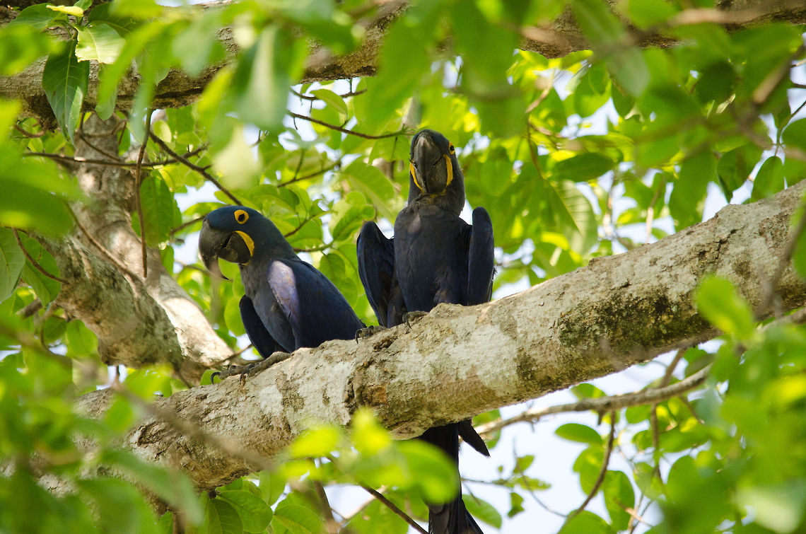 Hyacints Macaw couple for life Hyacinth Macaws are the largest, and one of the rarest of all Macaws. Like most Parrots, they bond for life, here we see a couple in the Pantanal. Birds,Brazil,Hyacinth Macaw,Macaws,Pantanal,Parrots
